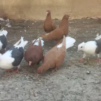 کبوتر رنگی یک