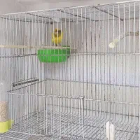 جفت قناری پا بلند با دوتا تخم .جفت سهره