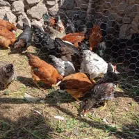 خروس