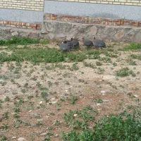 مرغ شاخدار