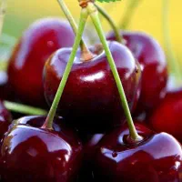 گیلاس تک دانه  از باغات خراسان شمالی