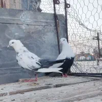 دم سیاه نر و ماده