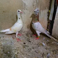 حیوانای قشنگ خطی و سیاهپوش و مغلف