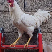 خروس گلین