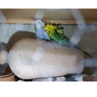 مرغ عشق پروانه ای
