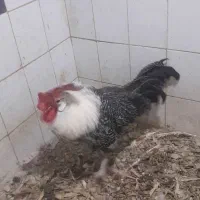 مرغ وخروس براکل بلژیکی