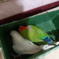 دوتا طوطی برزیلی مولد