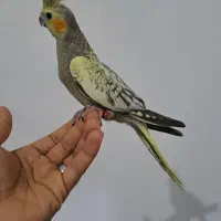 کفتر پرنده عروس هلندی