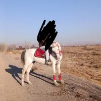 اسب|اسب و تجهیزات اسب‌سواری|ملکان, |دیوار