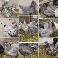 تخم نطفه دار و جوجه گلین