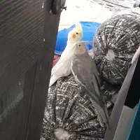 عروس هلندی جفت