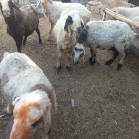 میش داشتی