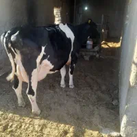 ۳عدد گاو شیری