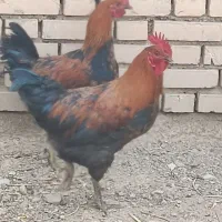 فروش خروس