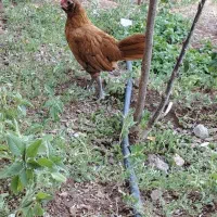 جوجه سبرایت
