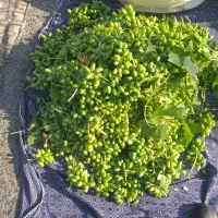 غوره.