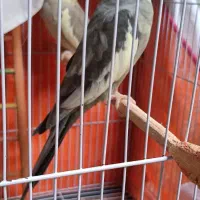 پرنده خوش نمک