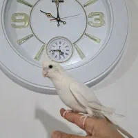 طلا..خاکستری و آلبینو