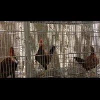 مرغ خروس، جوجه لری