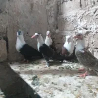 جوجه کلاغ کربلایی وجفتگاه