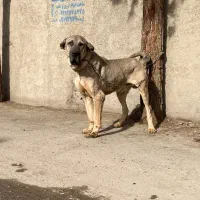 جفت یابی و کشش