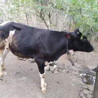 گوساله نر هنیشتاین اصل