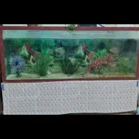 آکواریوم