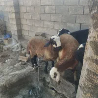 گوسفندبره نر شین بش گیلو ۷۹۰هزار