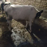 گوساله