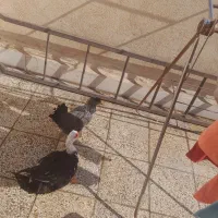 مرغ گلین محلی