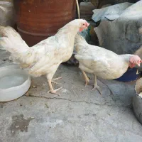مرغ تخمگذار