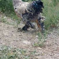 خروس برهما