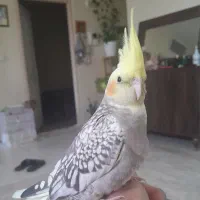 عروس هلندی نر گم شده