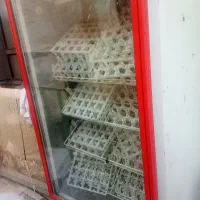 دستگاه جوجه کشی