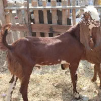 کهره نر پاکستانی اصلی جوان سالم و سرحال
