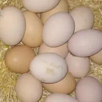 تخم مرغ محلی