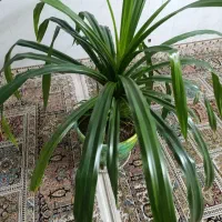 گیاه پاندانوس