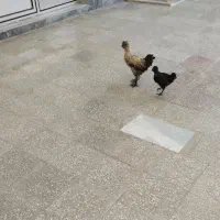 خروس کاکولی پرپا