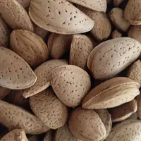 لوبیاقرمزمحلی بابادام سنگی