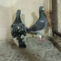 سبز