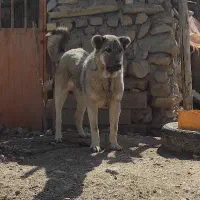سگ پژدر