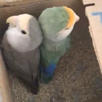 پرنده