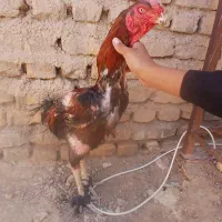 خر‌وس لاری معاوضه