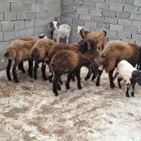 بره پرواری کشتاری