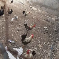 خروس محلی