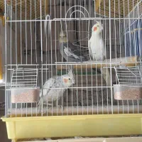 عروس هلندی