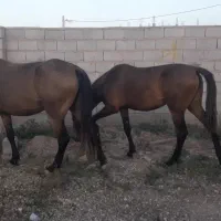 اسب مادیان ترکمن