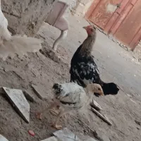 جوجه محلی