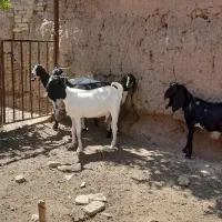 بز شیرا