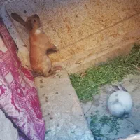 خرگوش